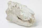 Fossil Oreodont (Merycoidodon) Skull - Wyoming #197412-3